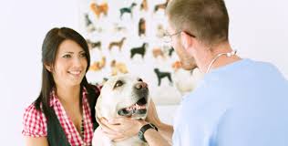 Maybe you would like to learn more about one of these? Services Veterinarians In Lackawanna Community Pet Care Hospital