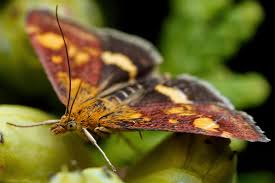 Image result for Pyrausta aerealis