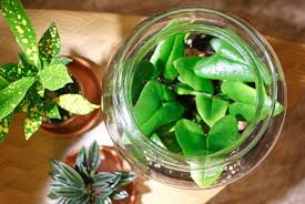 Diy Minigarten Im Glas Anlegen Mini Garten Flaschengarten Sukkulente Topfe