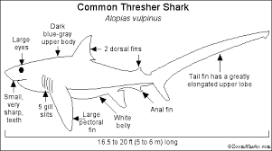Thresher Shark Enchanted Learning Software