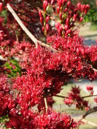 Image result for Schotia brachypetala