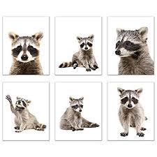 Amazon Com Minimalist Raccoon Prints Set Of 6 8x10 Unique Adorable Trash Panda Poses And Angles Nursery Raccoon Print Photography Wall Art Animal Posters