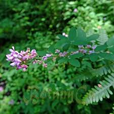 Image result for Xyris capnoides