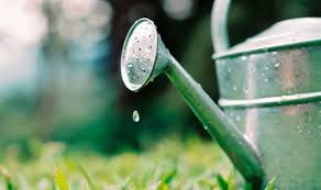 There are so many variables that affect how you should water indoor plants. How Often Should You Water Outdoor Plants The Four Factors You Must Consider Express Co Uk