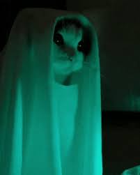 Menakjubkan 30 gambar welpeper kucing lucu di 2020 dengan gambar. The Cutest Ghost Gif Meme Binatang Gambar Kucing Lucu Meme Hewan Lucu