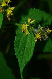 Image result for Triumfetta dekindtiana