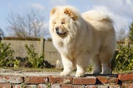 pin na doske once a chow chow always a chow