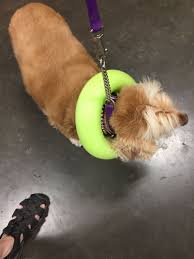 We are a team helping the albuquerque area with a pet passing or euthanasia in the comfort of home. Don T Buy Those Expensive Dog No Lick Collars Pool Noodle 1 00 At Dollar Tree Works Fabulous Expensive Dogs Pool Noodles Noodles