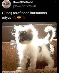 Kara Kurt Adli Kullanicinin Komik Seyler Panosundaki Pin 2020 Komik Capsler Sevimli Hayvan Yavrulari Komik Hayvanlar