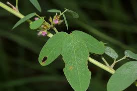 Image result for Grona barbata