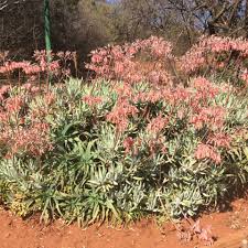 Image result for Cotyledon barbeyi
