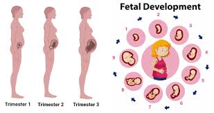 If you are 3, 4, 5,6 or 7 weeks pregnant, is possible that you can quickly remove your baby through the use of drugs. Week By Week Pregnancy Baby And Body Development With Tips