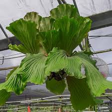 Image result for Platycerium elephantotis