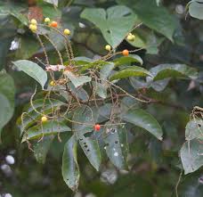 Image result for Allophylus africanus