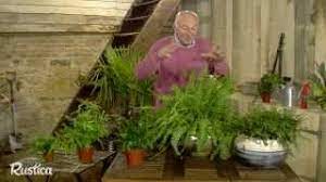 Le ficus, la foug�re, le dracaena. Choisir Et Soigner Les Fougeres D Interieur Youtube