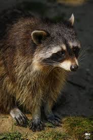 Check spelling or type a new query. Ù…Ø¹Ù„ÙˆÙ…Ø§Øª Ø¹Ù† Ø­ÙŠÙˆØ§Ù† Ø§Ù„Ø±Ø§ÙƒÙˆÙ† Ø¬ÙŠÙˆ Ø¹Ø±Ø¨ÙŠ