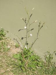 Image result for Turbina longiflora