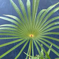 Image result for Coccothrinax