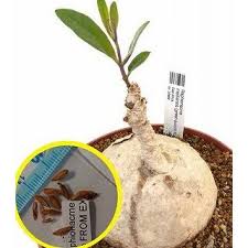 Image result for Raphionacme madiensis