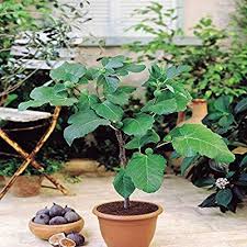 Feigenbaum 1 Baum Amazon De Garten Pflanzen Feigenbaum Ficus