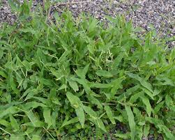 Image result for Urochloa panicoides