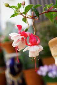 Tips For Growing Fuchsia Plants Fuchsia Plant Fuchsia Flowers Hanging Plants