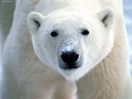 Polar Bear Ursus Maritimus Animals A Z Animals