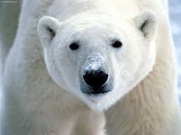 polar bear ursus maritimus animals a z animals