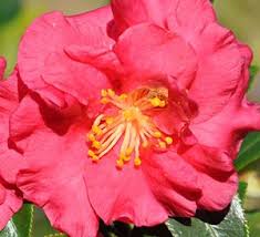 Our Top 5 Favorite Flowering Shrubs Southern Living Plants Plant Collection Southern Living Plant Collection