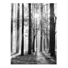 Alle auflösungen 800x600 1366x768 1600x900 1920x1080 1920x1200. Poster Wald Sonne 30x40 Cm Schwarz Weiss Foto Baume Sonnenschein Photolini Bilderrahmen Fotowande Poster Und Geschenke