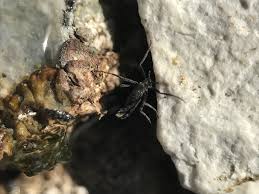 Belgica antarctica, the antarctic midge, is a species of flightless midge, endemic to the continent of antarctica. Belgica Antarctica Naturalista Co
