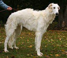 This is a blonde borzoi in profile. Borzoi Wikipedia