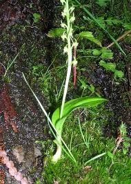 Image result for Malaxis prorepens