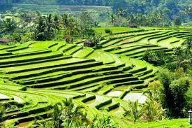 8 Sawah Terasering Terbaik Indonesia Yang Instrameble Dan Menarik Perhatian Turis Asing Tamanpendidikan Com