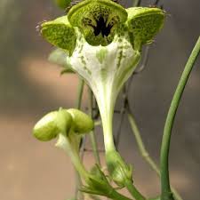 Image result for Ceropegia monteiroae