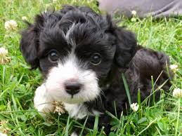 Mini, medium breeding doods since. Premo Creek Puppies Michigan Aussie Doodle Breeder U P