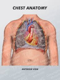 Learn about each muscle, their locations & functional anatomy. Chest Anatomy Order