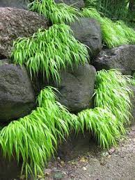 The Perfect Rock Wall Landscaping Plants Bless My Weeds Rock Wall Landscape Japanese Garden Plants