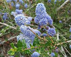 Image result for Centrostachys