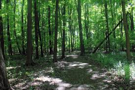 Upload Wikimedia Org Wikipedia Commons 7 72 Gfp Canada Ontario Bronte Creek State Park Walking In The Woods Jpg State Parks Canada Canada Travel