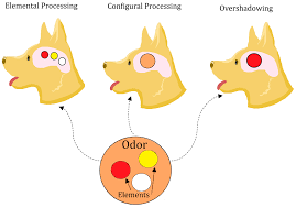 Animals Free Full Text Olfactory Generalization In Detector Dogs Html