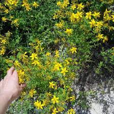Iperico come medicina proprietà teraputiche dell'iperico l'iperico è una pianta dalle proprietà cosmetiche e terapeutiche utilizzata anche in omeopatia. Iperico La Pianta Alleata Della Pelle Il Pettirosso