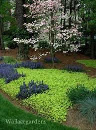 Pin By Monique On Landscaping Front Yard Landscaping Plants Yard Landscaping