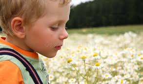 1,273 Boy Daisy Flowers Stock Photos
