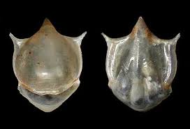 Image result for Kalaharia uncinata