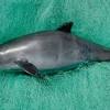 The most endangered african animals: 1