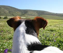 These companies provide plans that cover unexpected illnesses or injuries and prevent difficult financial decisions when your pet needs help. City Versus Country Dogs Who S Healthier