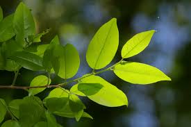 Image result for Cleistanthus