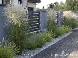 Miscanthus Sinensis Kleine Fontane Sesleria Autumnialis Vorgarten Ideen Gartenzaun Vorgarten