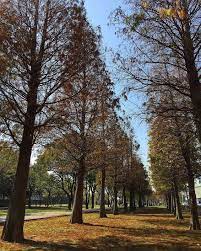 derek design 桃園玉山公園落羽松大道 landscape photos landscape photo